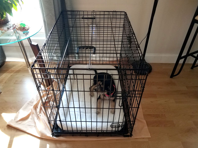 Crate Training