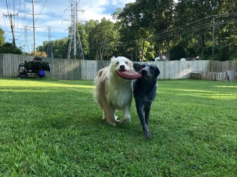 are dog parks bad for your dog