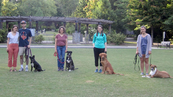 Basic dog hot sale training classes