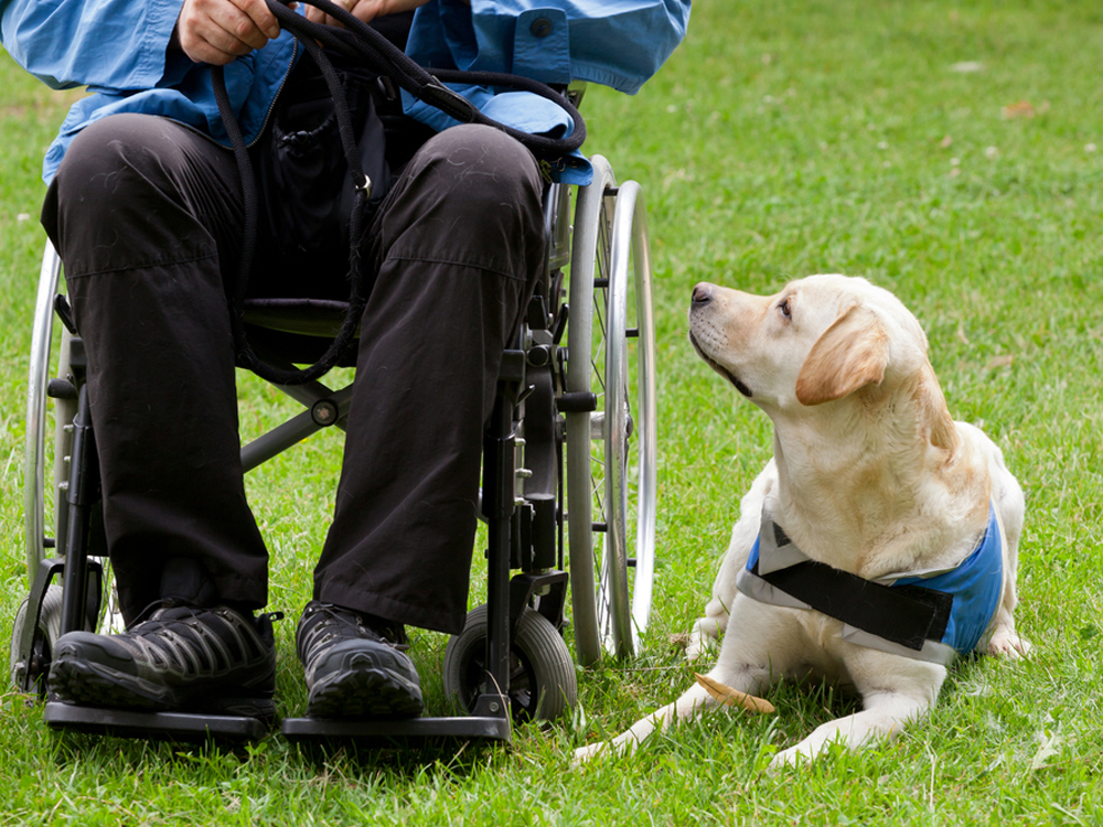 service dogs