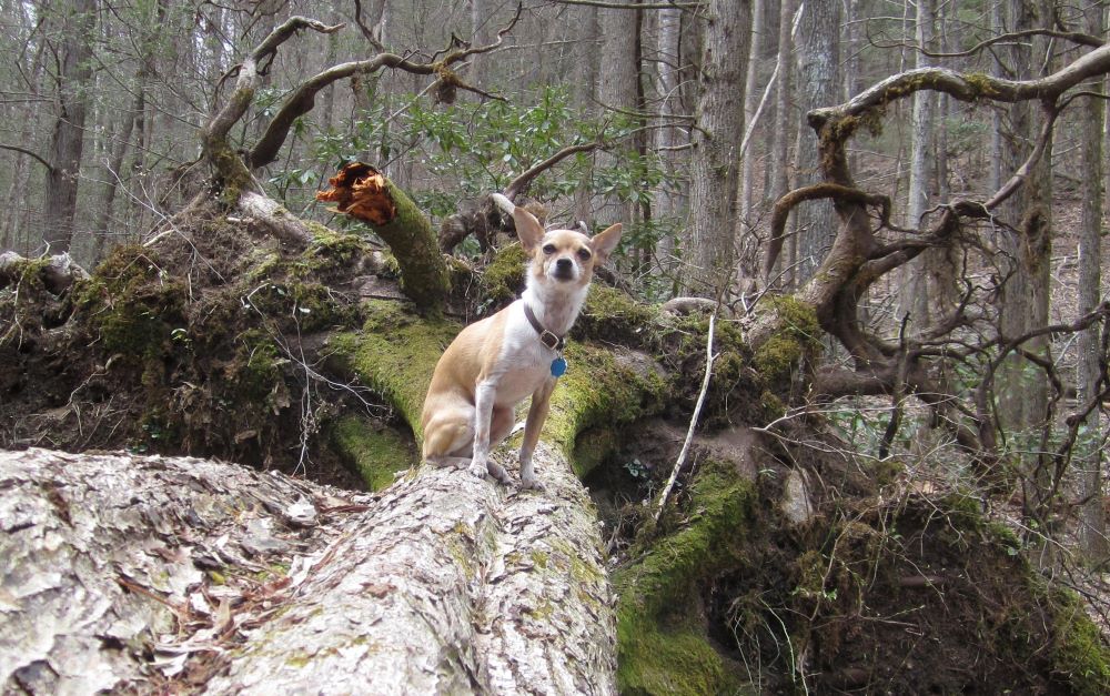 Dog on a log